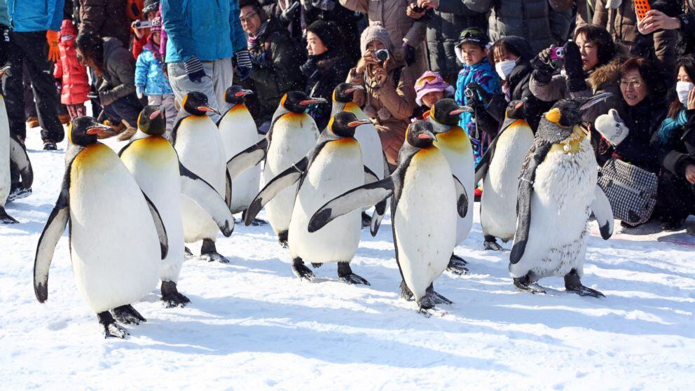 Visit the Asahiyama Zoo