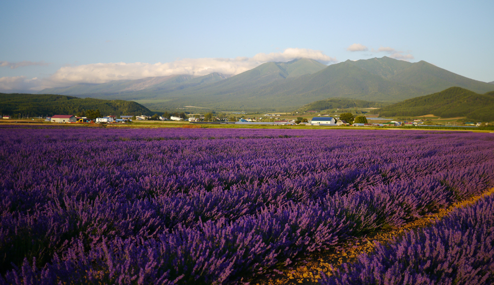 Lavender fields at Farm Tomita